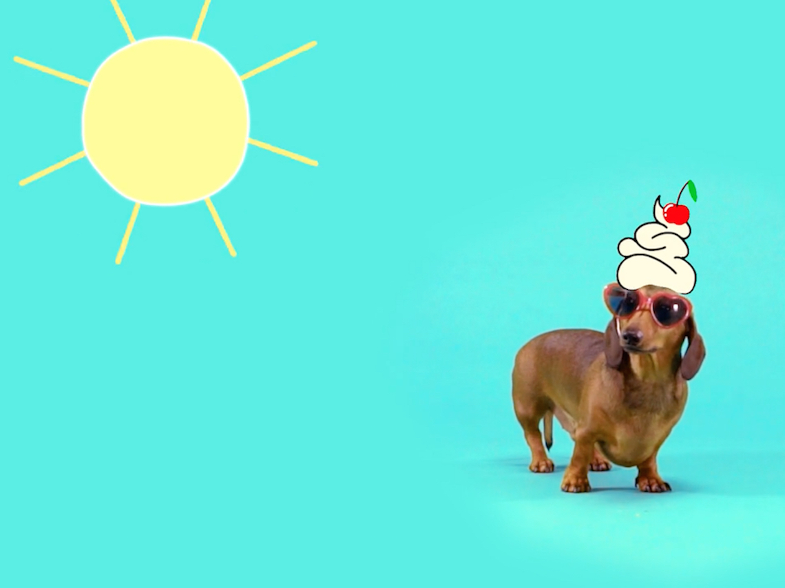 The TIEKS "Sunshine" Sausage Dogs