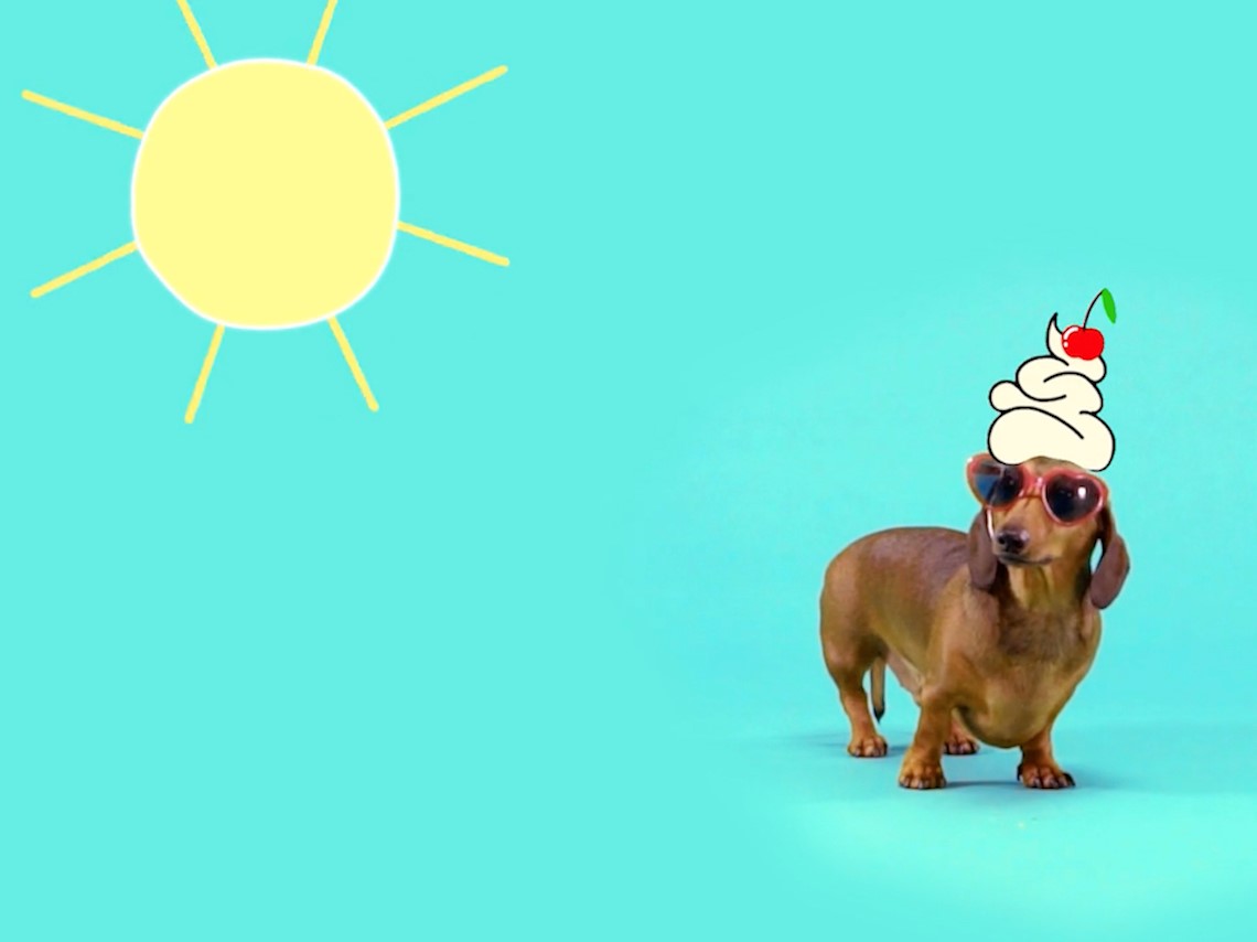 The TIEKS "Sunshine" Sausage Dogs