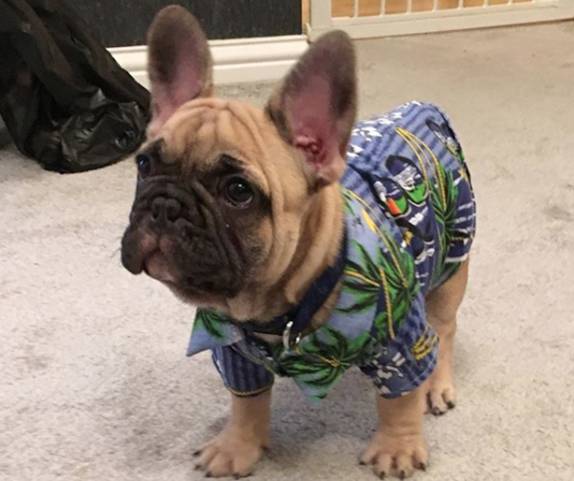 Solardo Dog Disco Dave