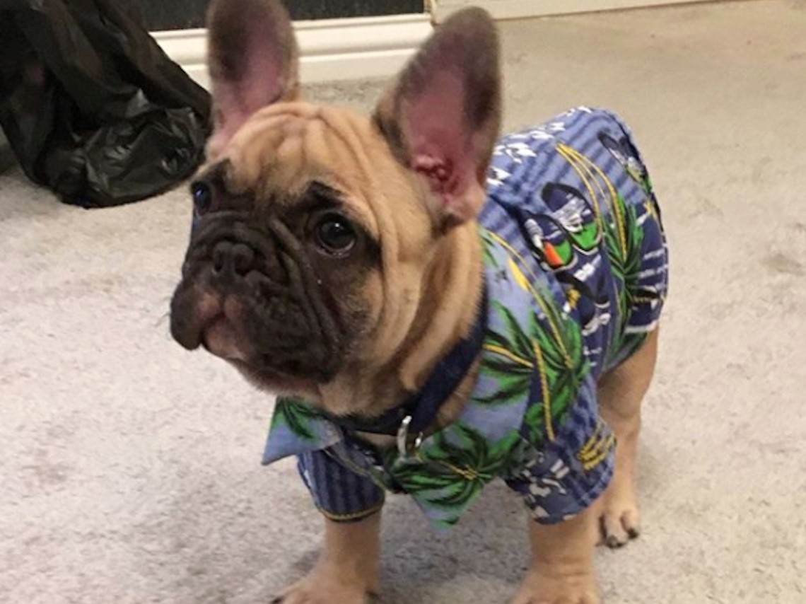 Solardo Dog Disco Dave